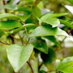 Securinega durissima Bois dur Phyllan thaceae Indigène La Réunion 872.jpeg